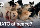 NATO’s Arctic Sentry exercise: A sign of the alliance’s return to serenity? | DW News