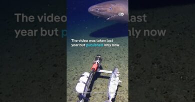 Shark spotted in Antarctica for the first time | DW News