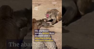 Shoppers go bananas for Ikea orangutan plush