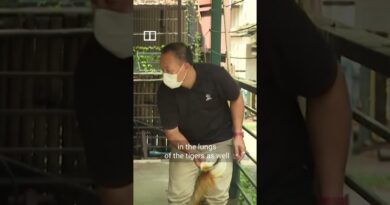 Why did 72 tigers die at Thai tourist park in under 2 weeks?