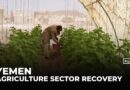 Yemen’s agricultural revival: Conflict and sanctions bring more workers to sector
