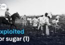 Blood, sweat, and human trafficking: How sugar created slavery (1/2)| DW Documentary