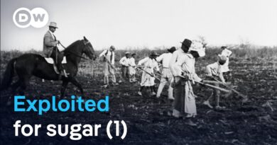 Blood, sweat, and human trafficking: How sugar created slavery (1/2)| DW Documentary