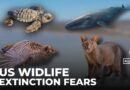 Concerns over US wildlife: Executive order by Trump triggers extinction fears