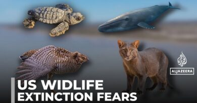 Concerns over US wildlife: Executive order by Trump triggers extinction fears