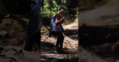 Endangered monarch butterfly population surges 64 percent | AJ #shorts