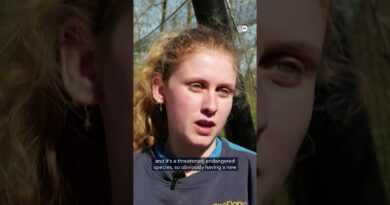 French zoo welcomes birth of first Chinese golden monkey | DW News