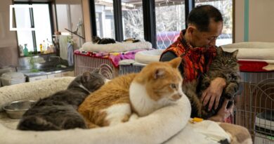 Fukushima’s stray animal saviour searches for redemption