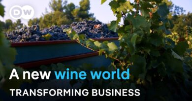 How climate change is reshaping the world’s wine map | Transforming Business