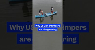 In the US, #domestic #shrimp prices have dropped. Here’s why US #Gulf shrimpers are disappearing.