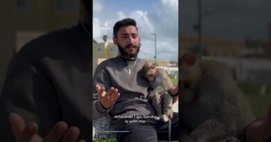 Lebanese resident stays behind with pet monkey despite evacuation orders
