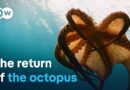 Octopus under threat – Searching for clues around the Mediterranean | DW Documentary