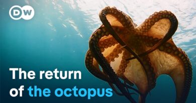Octopus under threat – Searching for clues around the Mediterranean | DW Documentary