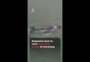 Rescuers race to save stranded whale in Germany | AJ #shorts