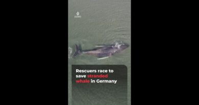 Rescuers race to save stranded whale in Germany | AJ #shorts