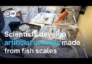 Scientists develop artificial corneas from fish scales | DW News