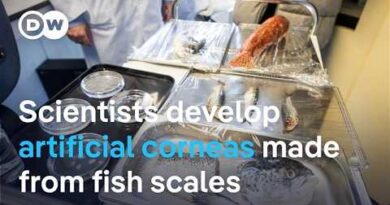 Scientists develop artificial corneas from fish scales | DW News