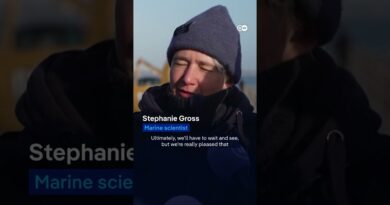 Stranded whale freed off Lübeck | DW News