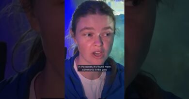 Studies show penguins attracted to harmful white plastics | DW News