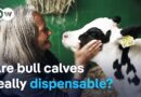 The fate of bull calves – From surplus to Alpine savior | DW Documentary