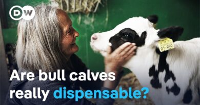 The fate of bull calves – From surplus to Alpine savior | DW Documentary
