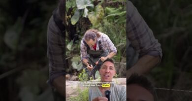 These platypuses are helping heal an iconic Australian ecosystem #shorts