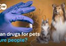 This dog medication could change human lives | DW News