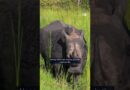 Uganda reintroduces white rhinos into the wild | DW News