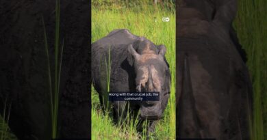 Uganda reintroduces white rhinos into the wild | DW News
