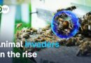 Unwanted intruders: The battle against invasive species | DW Documentary