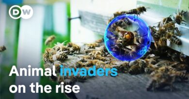 Unwanted intruders: The battle against invasive species | DW Documentary