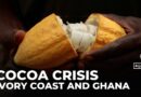 West African cocoa crisis: Producers face unsold stockpiles