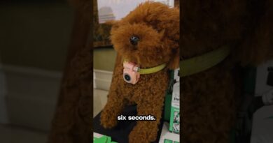 Would you get this for your pets? I think my dog would call too much and my cat would block me.