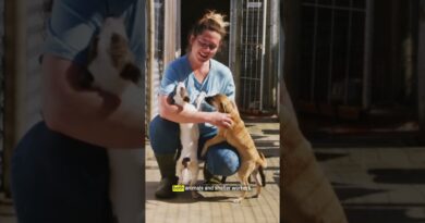 America’s animal shelter workers are struggling