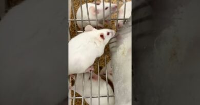 Anti-aging research is entering human trials. Longevity researcher Andrea Maier shares her thoughts.