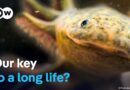 Axolotl – The magical healing powers of a salamander | DW Documentary