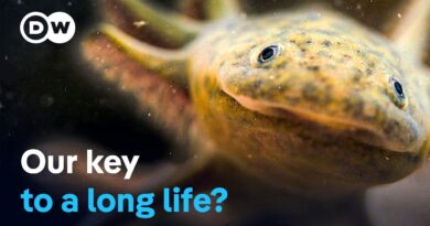Axolotl – The magical healing powers of a salamander | DW Documentary