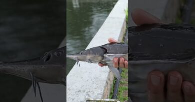 #Farms have started producing no-kill #caviar — but farm-raising #fish is expensive. #seafood