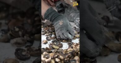 Making of Cashew: आपके घर का काजू यहां से आता है! पेड़ से प्लेट तक पहुंचने का Process देखिए।Bengal