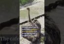 Runaway ostrich sprints down Thai highway