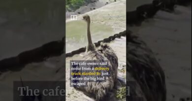 Runaway ostrich sprints down Thai highway