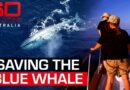 Saving the Blue Whale | 60 Minutes Australia