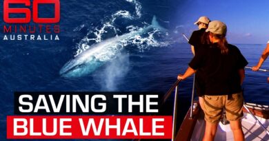 Saving the Blue Whale | 60 Minutes Australia