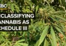 What The Trump Administration’s Cannabis Reclassification Means For The Drug