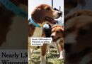 1,500 Beagles From Ridglan Farms Are Getting New Homes