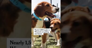 1,500 Beagles From Ridglan Farms Are Getting New Homes
