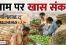बदलते मौसम और नकली दवाओं का जाल, क्या खतरे में है आम की मिठास? | Ground Report