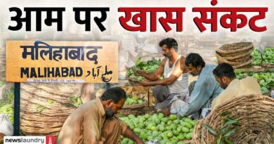 बदलते मौसम और नकली दवाओं का जाल, क्या खतरे में है आम की मिठास? | Ground Report