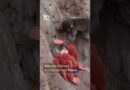 Americans arrested in Japan for breaking into Punch the monkey’s enclosure