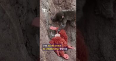 Americans arrested in Japan for breaking into Punch the monkey’s enclosure
